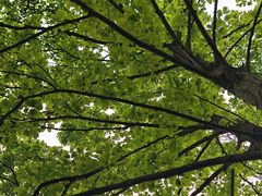 -潜山国家森林公园