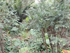 -广西壮族自治区药用植物园