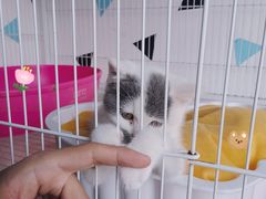-Cappucimeow猫咪咖啡馆(韦伯时代店)
