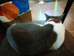 猫-李小姐の猫咖啡馆(五角场店)