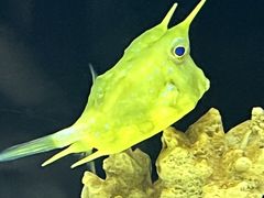 -上海海洋水族馆