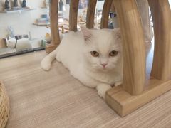 -飞行喵MR PILOT|猫舍·猫咖(静安大融城店)