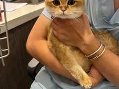 -欣宠猫屋·矮脚拿破仑·蓝金金渐层