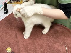 -瑞鹏宠物医院·夜间急症·心超·猫科(祖庙分店)