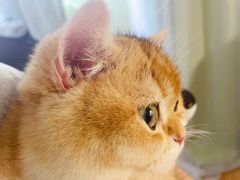 -东方名猫馆·英短金渐层布偶猫舍(环线广场1号楼店)