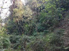 -铁山坪森林公园