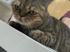 -纳吉亚猫专科动物医院博雅分院
