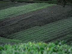 -龙坞茶村