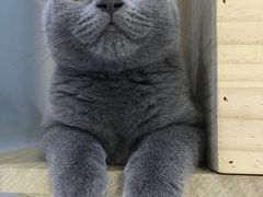 -喵的天空名猫咖啡馆·撸猫·猫舍·用品