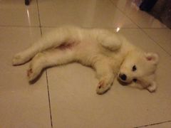 -沐沐家宠物(成寿寺店)