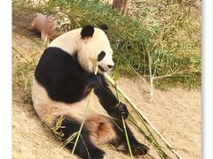 -上海野生动物园
