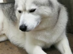 -TrueLove @ Neverland (Husky Cafe)