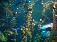 -瑞普利水族馆