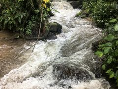 -莫里热带雨林景区