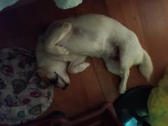 -关爱宠物医院·猫科中心·消化科(滨湖万达分院)