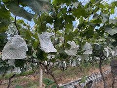 -马陆小张葡萄园农家乐