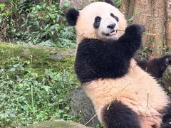 -都江堰中华大熊猫苑