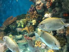 -上海海洋水族馆-停车场