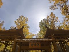 -金塔沙漠胡杨林景区