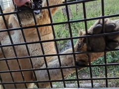 -深圳野生动物园