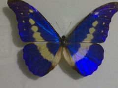 android_upload_pic-上海昆虫博物馆