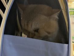 -FAELING PETS美天灵宠物(富力广场店)