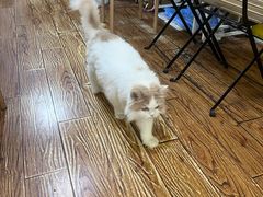 -志龙皇冠吃货椰子铺