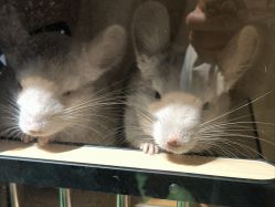 -酷嗒动物文化乐园(cutezoo西溪乐天城店)