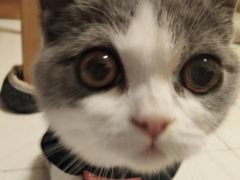 -袖虎·猫馆(体育西路店)