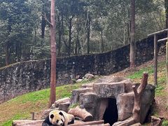 -都江堰中华大熊猫苑