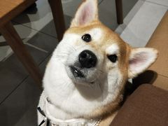 -柴务处·柴犬主题狗咖