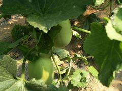 -庞各庄翠芳园西瓜蔬菜基地采摘园