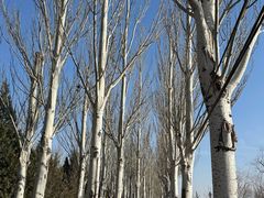 -乌素图国家森林公园