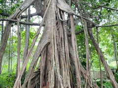-中国科学院西双版纳热带植物园