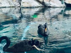 -上海海洋水族馆