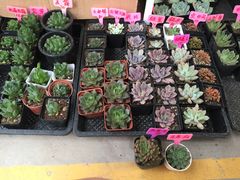 -龙大花卉苗木市场