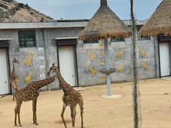 -西霞口神雕山野生动物世界