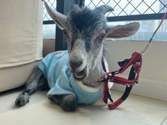 -怪兽屋·羊驼·猫咖·狗咖(俊华广场店)