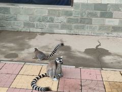 -石家庄市动物园