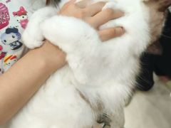 -乐琪宠物医院·犬猫专科·骨外科·急重症