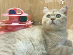 -屋虎猫馆(宝安大仟里店)
