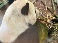-云南野生动物园