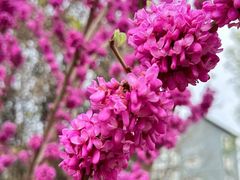 -海棠花溪(元大都城垣遗址公园)