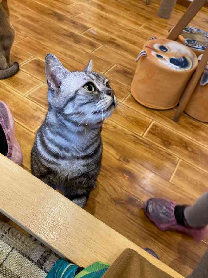 三月猫咖(平江店)-"荡平江路突然下雨 无处可去看到墙上很大的.