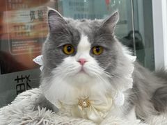 -爱洗澡的猫(天河路店)