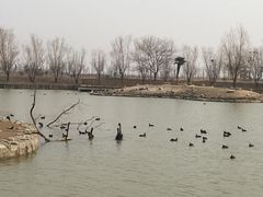 -盐城丹顶鹤湿地生态旅游区