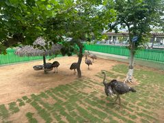 -西霞口神雕山野生动物世界