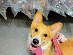 -帕帕拉兹宠物(亚洲旗舰店)