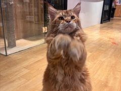 -藏猫猫咖啡主题馆(中央大道店)