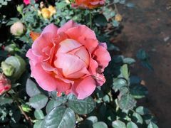 -花之城